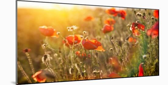 The Blooming Poppy Flowers in the Field-olegkalina-Mounted Photographic Print