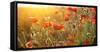 The Blooming Poppy Flowers in the Field-olegkalina-Framed Stretched Canvas