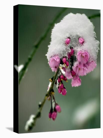 The Blooms of a Weeping Cherry Tree are Covered with Snow-null-Stretched Canvas