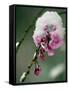 The Blooms of a Weeping Cherry Tree are Covered with Snow-null-Framed Stretched Canvas