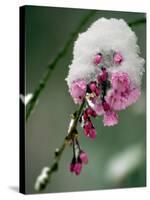 The Blooms of a Weeping Cherry Tree are Covered with Snow-null-Stretched Canvas