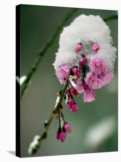 The Blooms of a Weeping Cherry Tree are Covered with Snow-null-Stretched Canvas