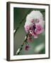 The Blooms of a Weeping Cherry Tree are Covered with Snow-null-Framed Photographic Print