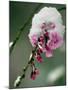 The Blooms of a Weeping Cherry Tree are Covered with Snow-null-Mounted Photographic Print