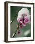 The Blooms of a Weeping Cherry Tree are Covered with Snow-null-Framed Photographic Print