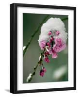 The Blooms of a Weeping Cherry Tree are Covered with Snow-null-Framed Photographic Print