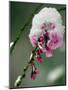 The Blooms of a Weeping Cherry Tree are Covered with Snow-null-Mounted Photographic Print