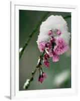 The Blooms of a Weeping Cherry Tree are Covered with Snow-null-Framed Photographic Print