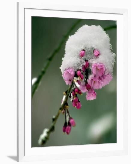 The Blooms of a Weeping Cherry Tree are Covered with Snow-null-Framed Photographic Print