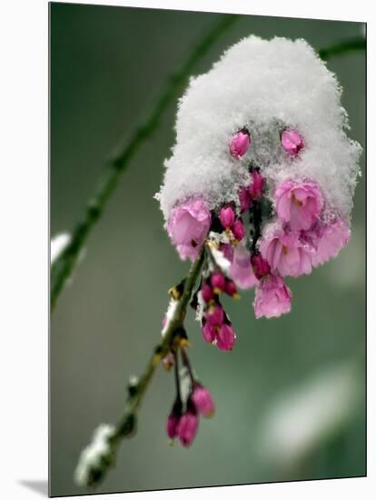 The Blooms of a Weeping Cherry Tree are Covered with Snow-null-Mounted Photographic Print