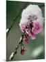 The Blooms of a Weeping Cherry Tree are Covered with Snow-null-Mounted Photographic Print