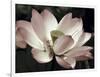 The Blossom-Andy Neuwirth-Framed Photo