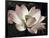 The Blossom-Andy Neuwirth-Framed Photo