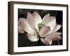 The Blossom-Andy Neuwirth-Framed Photo