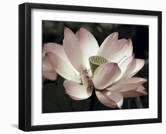 The Blossom-Andy Neuwirth-Framed Photo