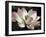 The Blossom-Andy Neuwirth-Framed Photo