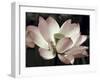 The Blossom-Andy Neuwirth-Framed Photo