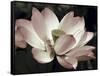 The Blossom-Andy Neuwirth-Framed Stretched Canvas