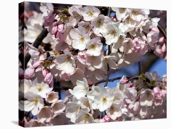 The Blossoms are Almost in Full Bloom on the Cherry Trees at the Tidal Basin-null-Stretched Canvas