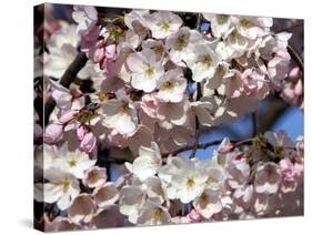 The Blossoms are Almost in Full Bloom on the Cherry Trees at the Tidal Basin-null-Stretched Canvas