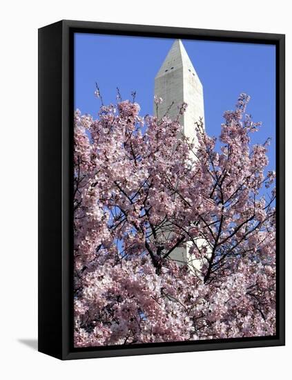 The Blossoms are Almost in Full Bloom on the Cherry Trees at the Tidal Basin-null-Framed Stretched Canvas
