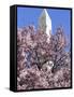 The Blossoms are Almost in Full Bloom on the Cherry Trees at the Tidal Basin-null-Framed Stretched Canvas