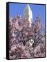 The Blossoms are Almost in Full Bloom on the Cherry Trees at the Tidal Basin-null-Framed Stretched Canvas