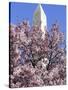 The Blossoms are Almost in Full Bloom on the Cherry Trees at the Tidal Basin-null-Stretched Canvas