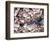 The Blossoms are Almost in Full Bloom on the Cherry Trees at the Tidal Basin-null-Framed Photographic Print