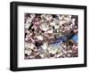 The Blossoms are Almost in Full Bloom on the Cherry Trees at the Tidal Basin-null-Framed Photographic Print