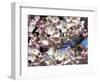 The Blossoms are Almost in Full Bloom on the Cherry Trees at the Tidal Basin-null-Framed Photographic Print