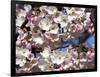 The Blossoms are Almost in Full Bloom on the Cherry Trees at the Tidal Basin-null-Framed Photographic Print