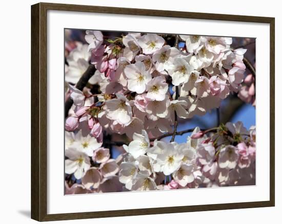 The Blossoms are Almost in Full Bloom on the Cherry Trees at the Tidal Basin-null-Framed Photographic Print