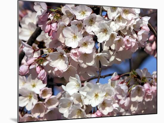 The Blossoms are Almost in Full Bloom on the Cherry Trees at the Tidal Basin-null-Mounted Photographic Print