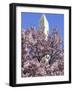 The Blossoms are Almost in Full Bloom on the Cherry Trees at the Tidal Basin-null-Framed Photographic Print