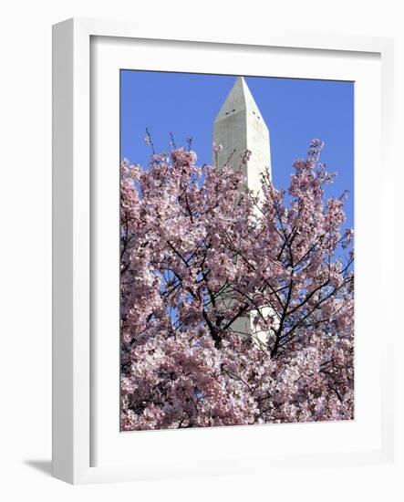 The Blossoms are Almost in Full Bloom on the Cherry Trees at the Tidal Basin-null-Framed Photographic Print