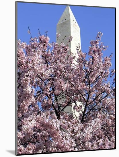 The Blossoms are Almost in Full Bloom on the Cherry Trees at the Tidal Basin-null-Mounted Photographic Print