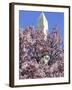 The Blossoms are Almost in Full Bloom on the Cherry Trees at the Tidal Basin-null-Framed Photographic Print