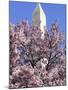 The Blossoms are Almost in Full Bloom on the Cherry Trees at the Tidal Basin-null-Mounted Photographic Print