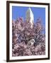 The Blossoms are Almost in Full Bloom on the Cherry Trees at the Tidal Basin-null-Framed Photographic Print