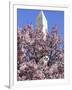 The Blossoms are Almost in Full Bloom on the Cherry Trees at the Tidal Basin-null-Framed Photographic Print