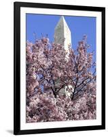The Blossoms are Almost in Full Bloom on the Cherry Trees at the Tidal Basin-null-Framed Photographic Print