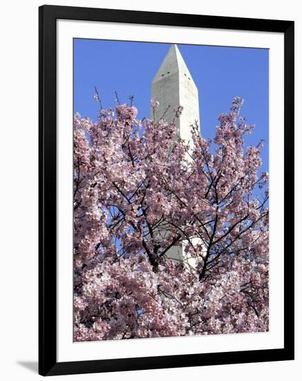 The Blossoms are Almost in Full Bloom on the Cherry Trees at the Tidal Basin-null-Framed Photographic Print