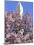 The Blossoms are Almost in Full Bloom on the Cherry Trees at the Tidal Basin-null-Mounted Photographic Print