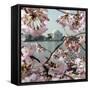 The Blossoms are Almost in Full Bloom on the Cherry Trees-null-Framed Stretched Canvas