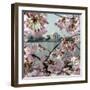 The Blossoms are Almost in Full Bloom on the Cherry Trees-null-Framed Premium Photographic Print