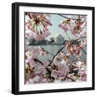 The Blossoms are Almost in Full Bloom on the Cherry Trees-null-Framed Premium Photographic Print