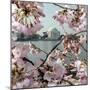 The Blossoms are Almost in Full Bloom on the Cherry Trees-null-Mounted Premium Photographic Print