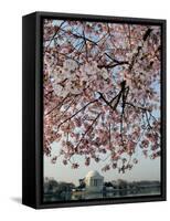 The Blossoms are Almost in Full Bloom on the Cherry Trees-null-Framed Stretched Canvas