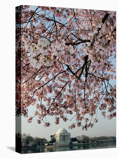 The Blossoms are Almost in Full Bloom on the Cherry Trees-null-Stretched Canvas